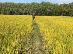 -大莲湖农家乐(青西郊野公园店)