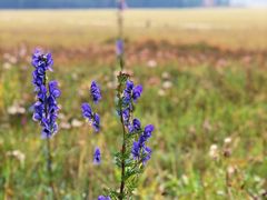 -塞罕坝国家级自然保护区