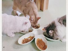 -猫和宫(六道口店)