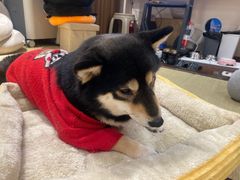 -逗柴咖啡屋·狗咖猫咖宠物桌游