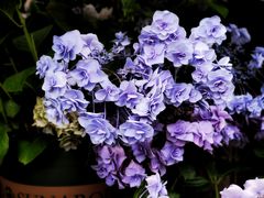 -桂林市花鸟市场