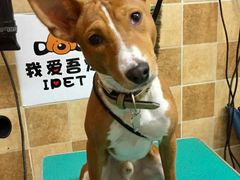 -我爱吾宠宠物美容院(朝阳路店)