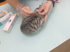 -宠福鑫康馨动物医院·骨科·眼科