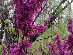 -洛阳市隋唐城遗址植物园