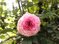 -都江堰玫瑰花溪谷