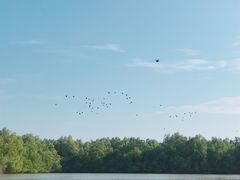 -大湾区中央湿地公园