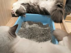 -屋虎猫馆(宝安大仟里店)