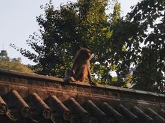 -黔灵山公园