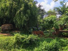 -海南热带野生动植物园