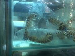 -金巴兰海鲜王