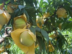 -老袁家蜜桃农场·阳山水蜜桃