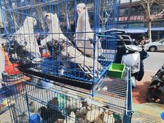 -青石桥花鸟鱼虫市场(叠翠城店)