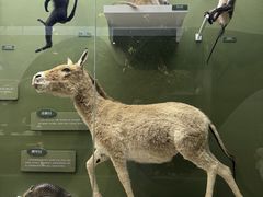 -国家自然博物馆