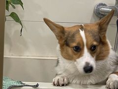 -当汪遇见喵宠物店