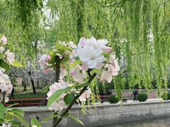 -海棠花溪(元大都城垣遗址公园)