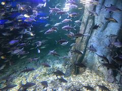 -秦皇岛乐岛海洋王国