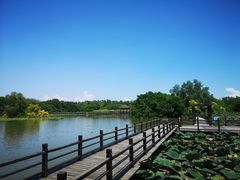 -大湾区中央湿地公园