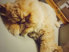-小时光咖啡馆(开森度假森林店)