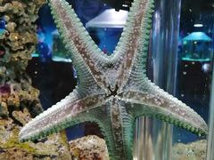 -太平洋海底世界