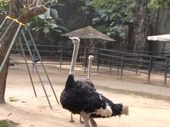 -成都动物园