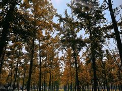 -汉长安城未央宫国家考古遗址公园