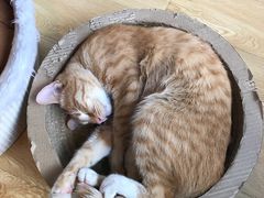 -Cappucimeow猫咪咖啡馆(韦伯时代店)