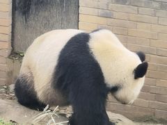-都江堰中华大熊猫苑