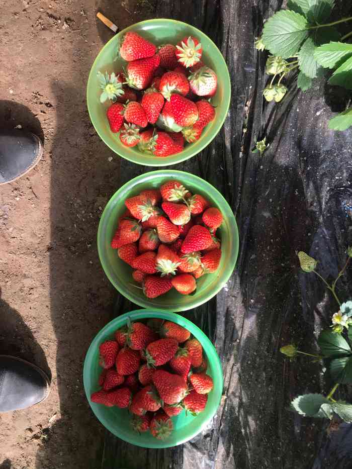 依禾农庄"单位组织一次草莓采摘再加烧烤.草莓真的没.