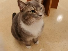 -MOCHA明星猫咖(田子坊店)