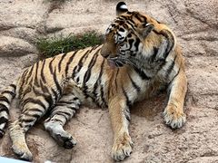 -西霞口神雕山野生动物世界