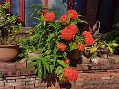 -西双版纳傣族园