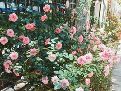 -北京大学燕东园