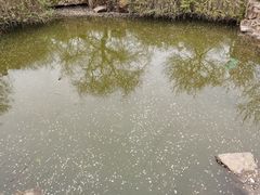 -香雪海