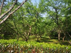 -同里国家湿地公园