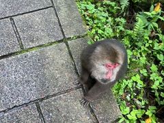 -西岭雪山大飞水景区