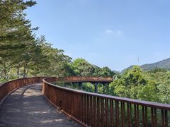 -银湖山郊野公园-相思林