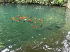 -千岛湖东南湖区