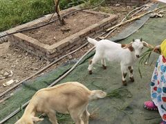 -马陆小张葡萄园农家乐