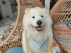 -星多哈·狗咖·拼豆·咖啡