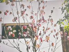 -昆山城市生态森林公园