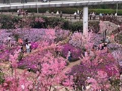 -狐尾山公园