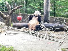 -都江堰中华大熊猫苑