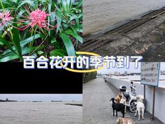 -上海滨江森林公园