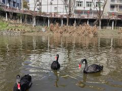 -后柳水乡