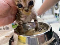 -瑞派康怡24h宠物医院·犬猫医疗中心·微创绝育(瑞景分院)