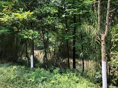 -桤木河湿地公园