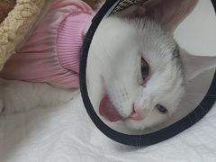 -北京观赏动物医院·24小时大型综合·猫专科·异宠专科