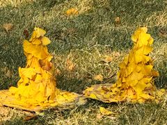 -千年银杏谷文化旅游区