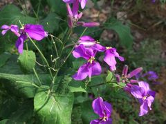 小野花-三圣花乡旅游区