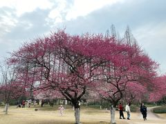 -杭州植物园